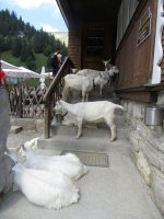 2019 Alpstein